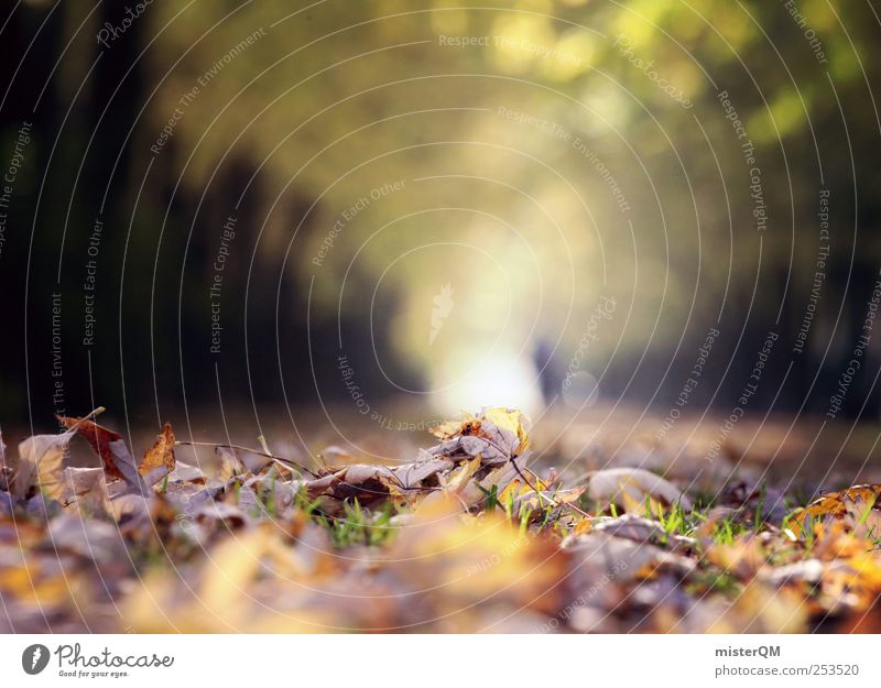 Herbstlauf. Umwelt Natur Landschaft Pflanze ästhetisch Herbstlaub herbstlich Herbstbeginn Herbstfärbung Herbstwald Herbstwetter Herbstlandschaft Blatt Allee