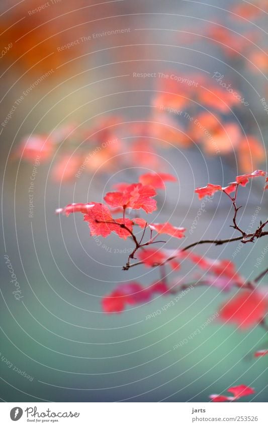 herbst Umwelt Natur Pflanze Herbst Schönes Wetter Baum Blatt Garten Park exotisch frisch natürlich Farbfoto Nahaufnahme Menschenleer Textfreiraum oben