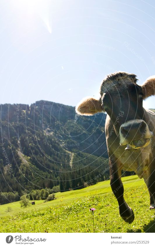 Ein bißchen verrückt Berge u. Gebirge wandern Umwelt Natur Landschaft Pflanze Tier Himmel Schönes Wetter Baum Gras Grünpflanze Wiese Hügel Alpen Nutztier