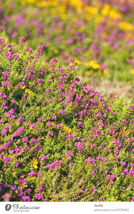 blühende Heide Heideblüte Heidestrauch Calluna Calluna Vulgaris nordische Romantik nordische Wildpflanzen nordische Natur Heidelandschaft volle Blüte