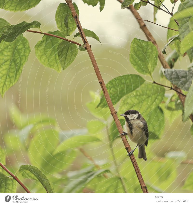 eine Kohlmeise auf Futtersuche Meise Singvogel Parus major Vogel Nahrungssuche beobachten leicht natürlich klein frei grün grüngelb niedlich wachsam wild