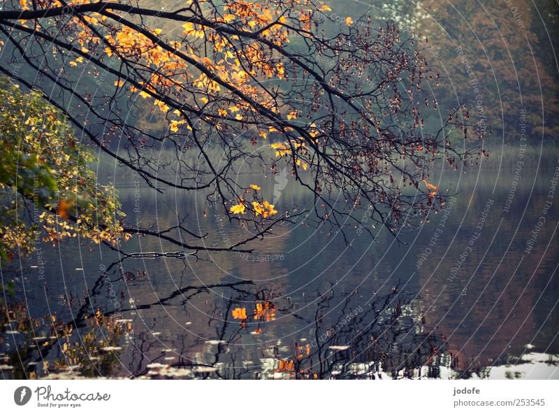 Herbst am See Umwelt Natur Landschaft Pflanze Wasser Sonnenlicht Wald schlachtensee gelb gold ruhig Stimmung Blatt Blätterdach Goldregen Ahorn Spitzahorn