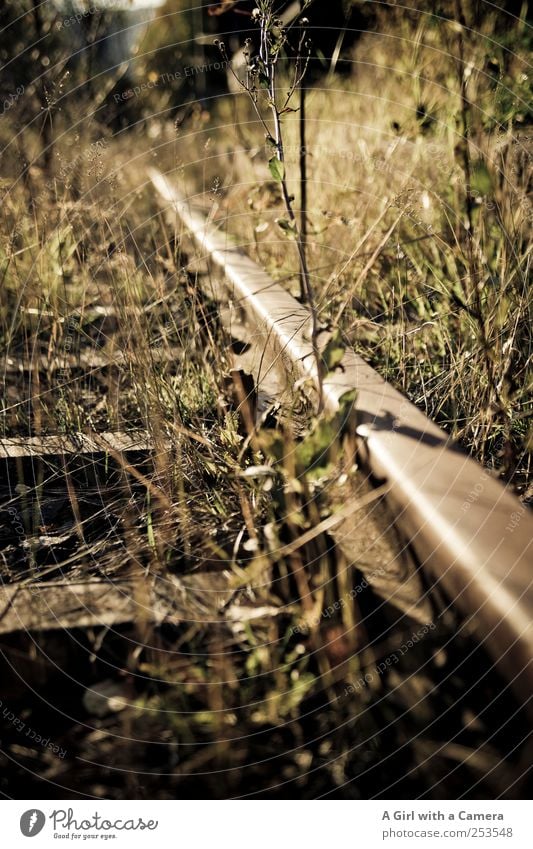 lone railroad Umwelt Natur Pflanze Herbst Schönes Wetter Gras Sträucher Wildpflanze Unkraut alt glänzend verblüht dehydrieren gruselig natürlich Originalität