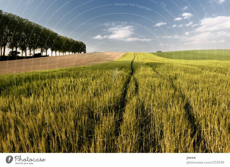 Wachstum Landwirtschaft Forstwirtschaft Landschaft Himmel Wolken Horizont Sommer Schönes Wetter Baum Nutzpflanze Feld blau grün Umwelt Getreidefeld Ackerbau