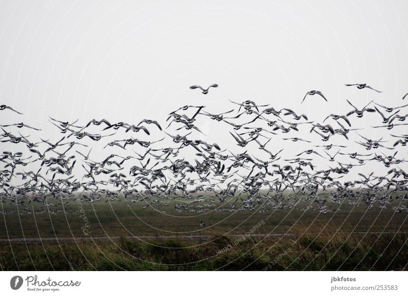 Branta canadensis Wildtier Schwan Flügel fliegen ästhetisch Gans Kanada Nordseeküste Kanadagans Fressen schnattern Braten weihnachtsganz Gedeckte Farben Tag