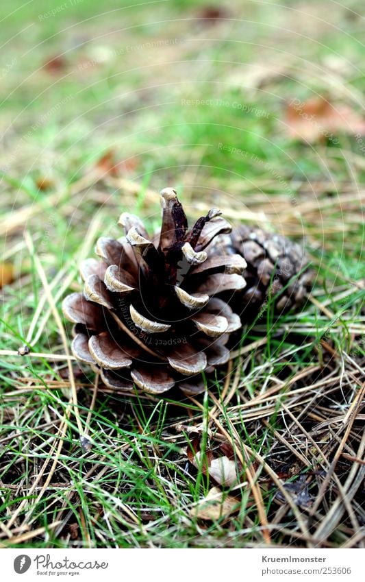 Hallo im Rücken Leben harmonisch Sinnesorgane Erholung Meditation Garten Dekoration & Verzierung Umwelt Natur Pflanze Urelemente Erde Herbst Winter Baum Gras