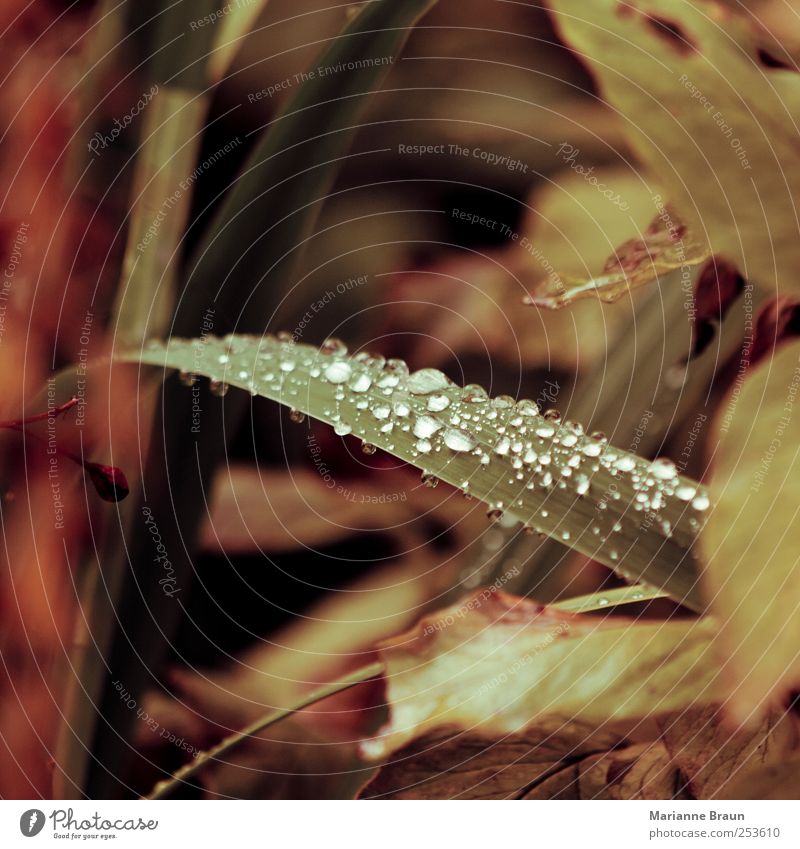 Tau Wassertropfen Herbst Pflanze Gras gelb grün abstrakt kondensieren taufrisch Makroaufnahme Natur Muster durchsichtig Licht Lichtspiel Oberflächenspannung