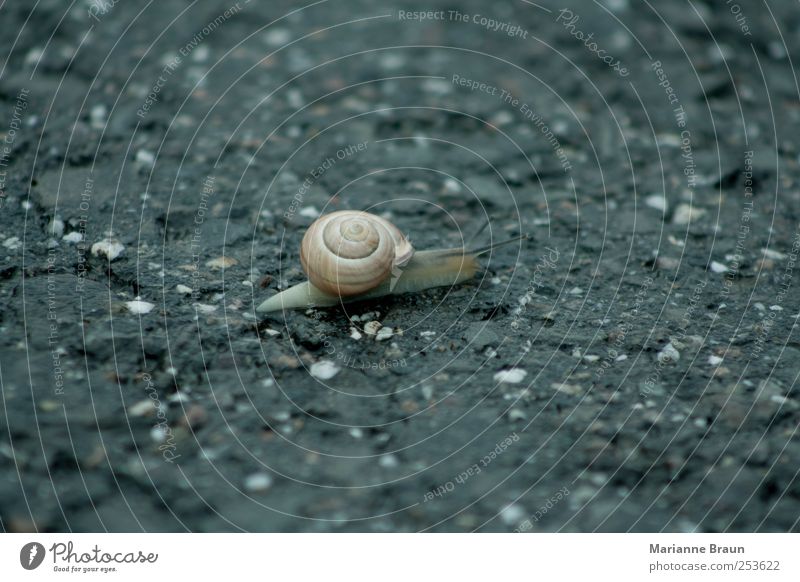 Schnell die Straße passieren Schnecke braun schwarz Schneckenhaus Weinbergschnecken krabbeln Weichtier Fühler Stielauge Tier Zeitlupe Überqueren Fahrbahn