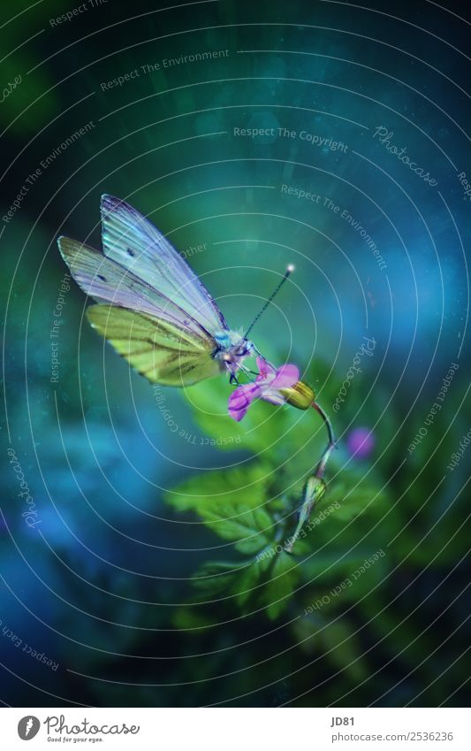 Verzauberte Schönheit Natur Pflanze Tier Frühling Sommer Blume Garten Schmetterling 1 Blühend Duft fliegen Beginn ästhetisch einzigartig Farbe Idylle Umwelt