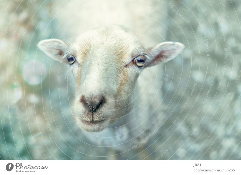 Echt VerSCHAFt Park Nutztier Tiergesicht Zoo 1 nah Schaf Appetit & Hunger Neugier Tierporträt Farbfoto Gedeckte Farben Außenaufnahme Nahaufnahme