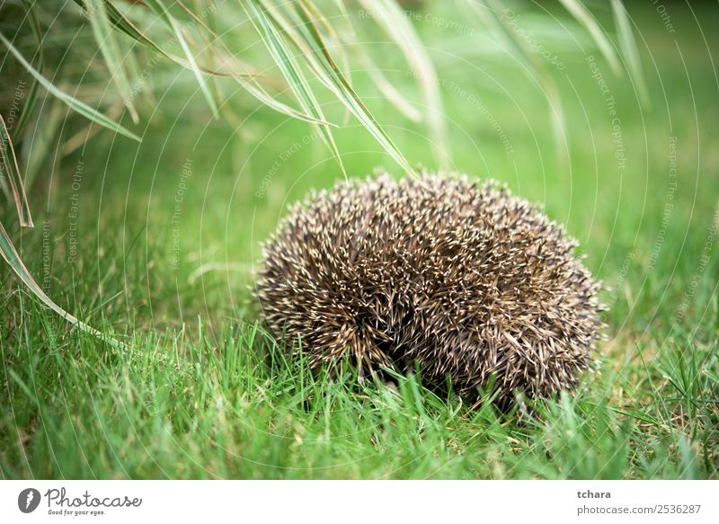 Kleines Schlafen auf einem Ball-Igel im Gras im Garten Kunst Natur Tier Herbst Moos Blatt Wald schlafen klein natürlich niedlich stachelig wild braun grau grün