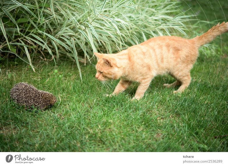 Orange Katze und Igel Garten Freundschaft Kunst Natur Tier Herbst Gras Moos Blatt Wald schlafen klein natürlich niedlich stachelig wild braun grau grün Schutz