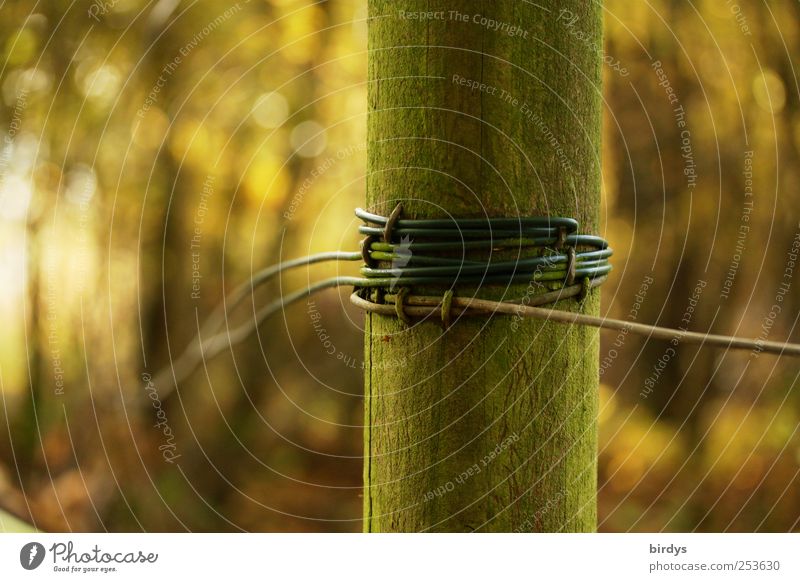 Eingewickelt Natur Herbst Wald einzigartig Zaunpfahl umwickelt Drahtzaun grün moosgrün gespannt Rundholz Holzpfahl Farbfoto Gedeckte Farben Außenaufnahme