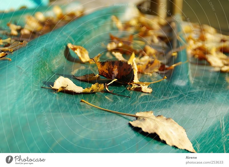 Nachsaison Strand Badesee Ruderboot Herbst Blatt Herbstlaub Seeufer warten braun gold Gelassenheit Einsamkeit türkis Textfreiraum unten Licht