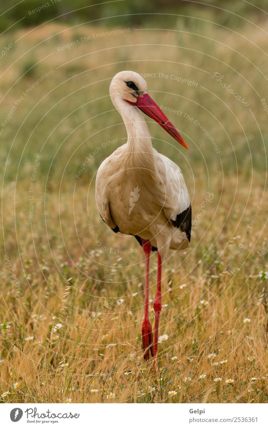 Eleganter Weißstorch beim Spaziergang elegant schön Freiheit Paar Erwachsene Natur Tier Wind Blume Gras Vogel fliegen lang wild blau grün rot schwarz weiß Farbe