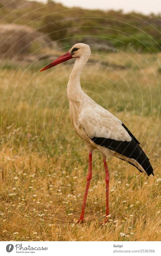 Eleganter Weißstorch beim Spaziergang elegant schön Freiheit Paar Erwachsene Natur Tier Wind Blume Gras Vogel fliegen lang wild blau grün rot schwarz weiß Farbe