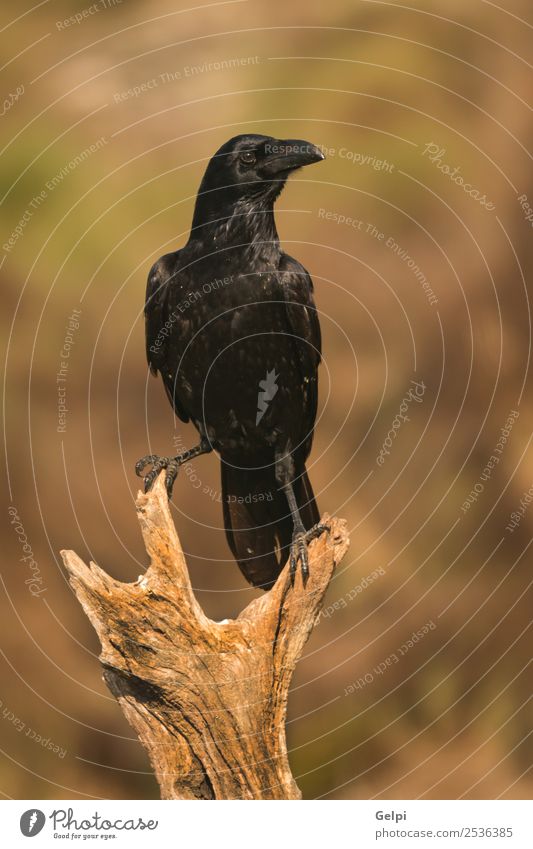 Helles schwarzes Gefieder einer Krähe Natur Tier Park Totes Tier Vogel beobachten fliegen stehen dunkel hell wild Rabe Tierwelt Schnabel Feder Krallen Feld