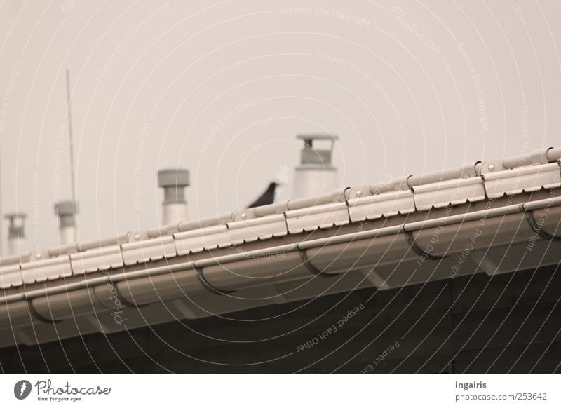 Vogelfrei Haus Menschenleer Dach Dachrinne Schornstein Antenne Tier 1 hocken oben trist grau schwarz weiß Sicherheit Stil Gebäudeteil Regenrinne