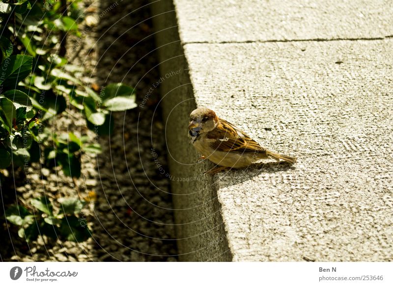 Little Sparrow Natur Dresden Deutschland Europa Terrasse Tier Wildtier Vogel 1 beobachten sitzen Farbfoto Außenaufnahme Nahaufnahme Textfreiraum links