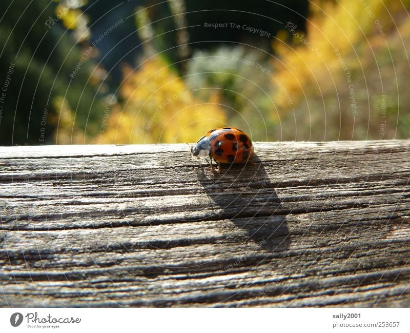 Herbstliches Glücksbringerchen Natur Sonnenlicht Tier Käfer Marienkäfer Insekt 1 Holz krabbeln sitzen natürlich rot gepunktet Punkt schwarz-rot herbstlich