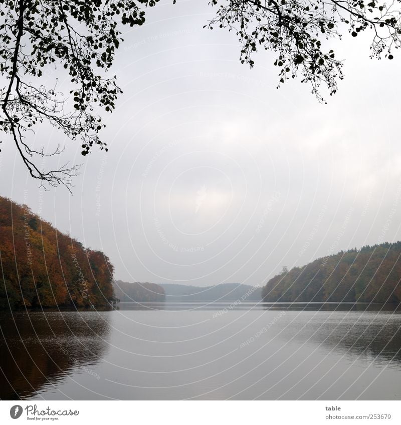 das wars dann... Umwelt Natur Landschaft Pflanze Luft Wasser Himmel Wolken Herbst Klima Wetter Nebel Baum Wildpflanze Wald Seeufer Flussufer Bucht Fjord dunkel