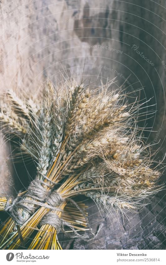 Ährenbündel von Getreidepflanzen Brot Design Sommer Sonne Dekoration & Verzierung Natur Pflanze Blumenstrauß Sammlung natürlich gelb gold Hintergrund