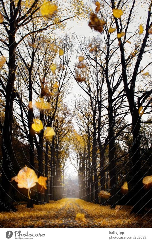 sein letzter fall Herbst Pflanze Baum Blatt Park Kirche fallen Friedhof Beerdigung Trauer Tod Herbstlaub Wege & Pfade Vergänglichkeit Ende Kapelle