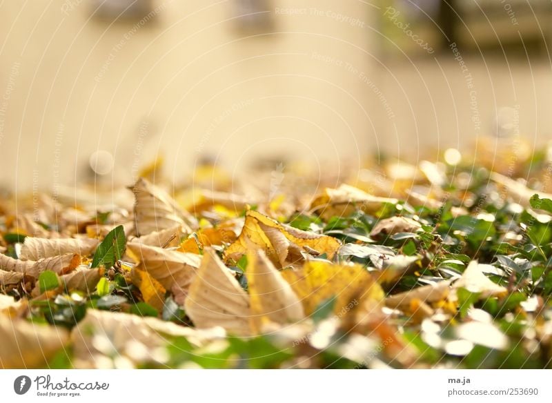 Dermatologisch Natur Pflanze Herbst Schönes Wetter Blatt Hecke Mauer Wand Fenster braun grün Farbfoto Gedeckte Farben Außenaufnahme Textfreiraum oben Tag