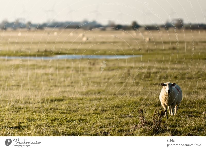 Hey Dude! Umwelt Natur Landschaft Pflanze Tier Herbst Gras Sträucher Feld Nordsee Schleswig-Holstein Dithmarschen Naturschutzgebiet Nutztier Schaf 1 Blick