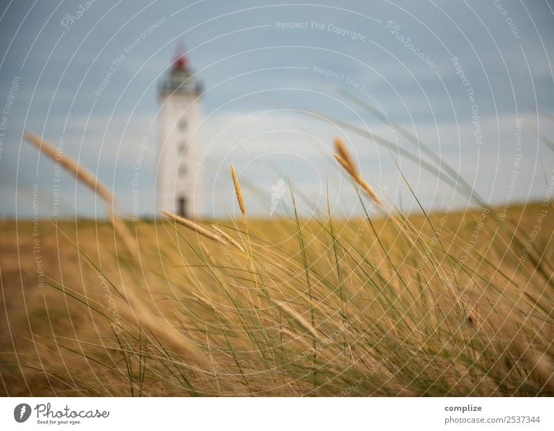 Leuchtturm auf Lolland Ferien & Urlaub & Reisen Ausflug Ferne Sommer Sommerurlaub Natur Sonne Klima Pflanze Gras Sträucher Küste Nordsee Ostsee Meer