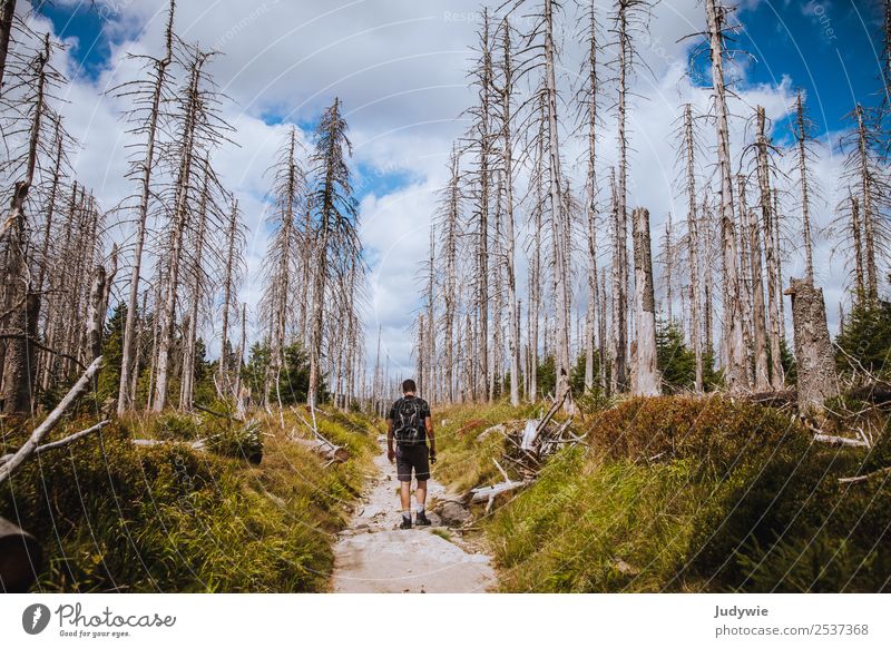 Geisterwald Ferien & Urlaub & Reisen Tourismus Ausflug Abenteuer Expedition Sommer Sonne wandern Mensch maskulin Junger Mann Jugendliche Erwachsene 18-30 Jahre