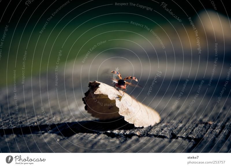 wer kann fliegt weg Herbst Blatt Marienkäfer 1 Tier fliegen grau grün Bewegung Abheben Abschied Flügel Holz Farbfoto Gedeckte Farben Außenaufnahme Nahaufnahme