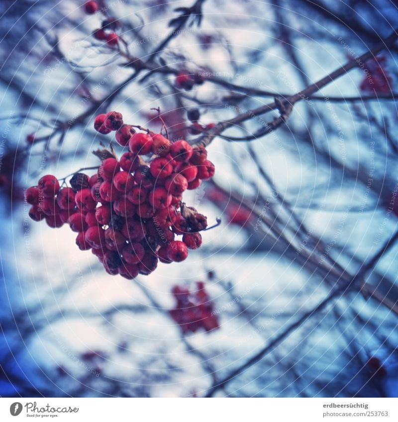 Vogelbeer'n Natur Pflanze Erde Baum Vogelbeerbaum Vogelbeeren Beeren Zweige u. Äste hängen dehydrieren Wachstum dunkel kalt blau rot Herbst Winter