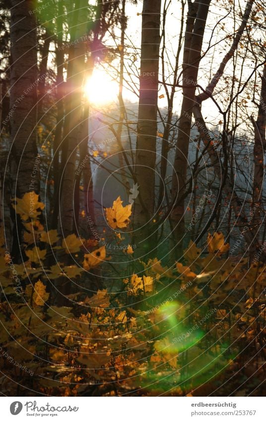 Unbekanntes Lichtphänomen vor heimischem Herbstwald Natur Sonnenlicht Schönes Wetter Pflanze Baum Sträucher Blatt Wald leuchten verblüht dehydrieren Energie