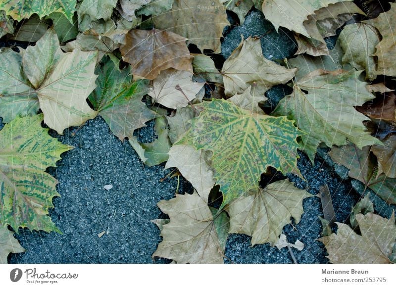 Ahornblätter Natur Herbst Park braun gelb grün schwarz Ahornblatt Boden Blatt Herbstlaub November Jahreszeiten Fußweg Blattfall Herbstfärbung mehrfarbig