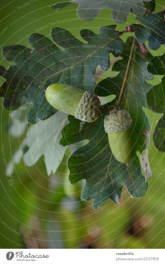 grüne Eicheln 2 Umwelt Natur Pflanze Sommer Herbst Baum Blatt Eichenblatt Feld hängen Wachstum natürlich rund achtsam Wandel & Veränderung reif Jahreszeiten