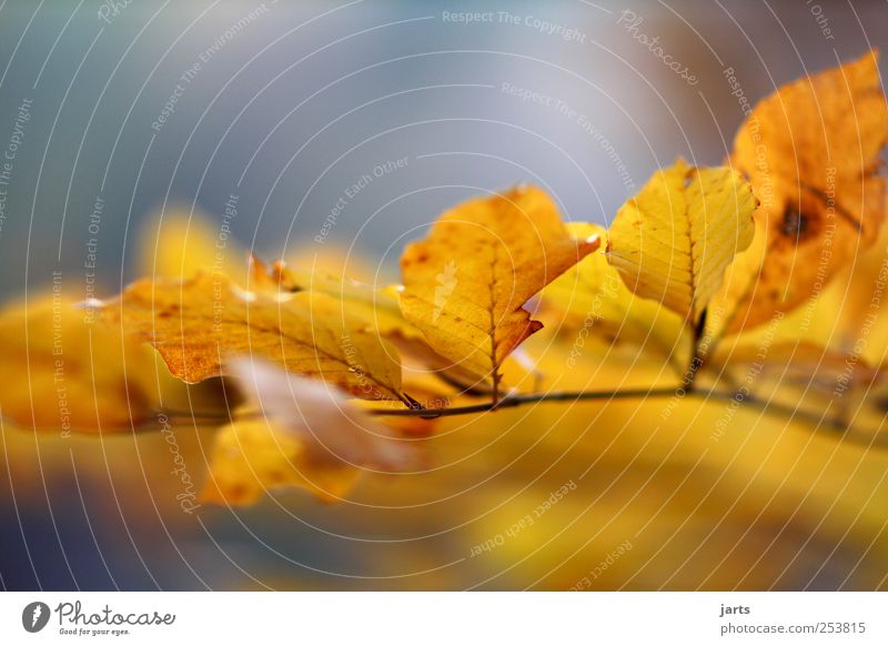 wandel Natur Landschaft Herbst Pflanze Baum Blatt natürlich Gelassenheit ruhig Farbfoto Außenaufnahme Nahaufnahme Menschenleer Textfreiraum oben