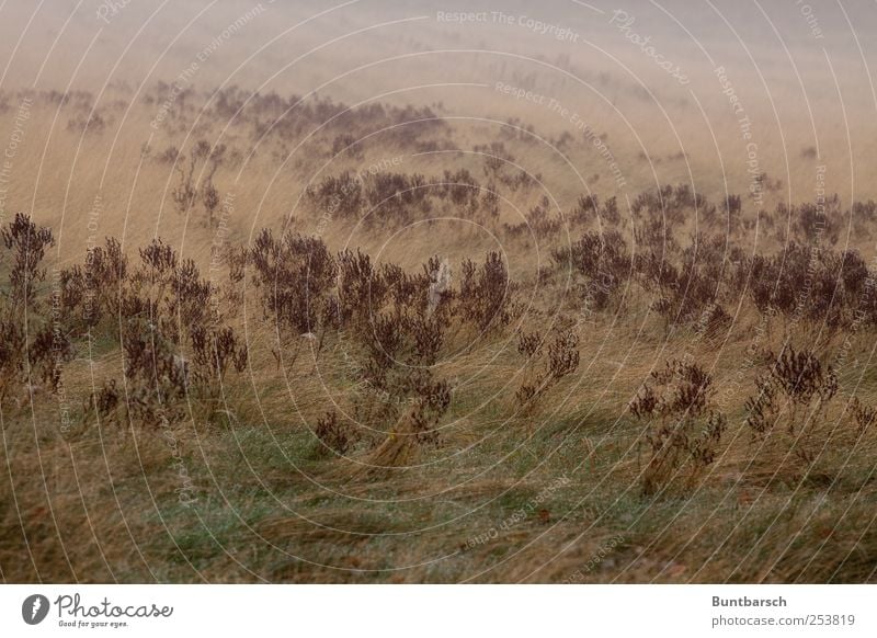 schön oder trostlos? Umwelt Natur Landschaft Pflanze Erde Wassertropfen Herbst schlechtes Wetter Nebel Gras Sträucher Wildpflanze Beifuß Ginster Ackerpflanze