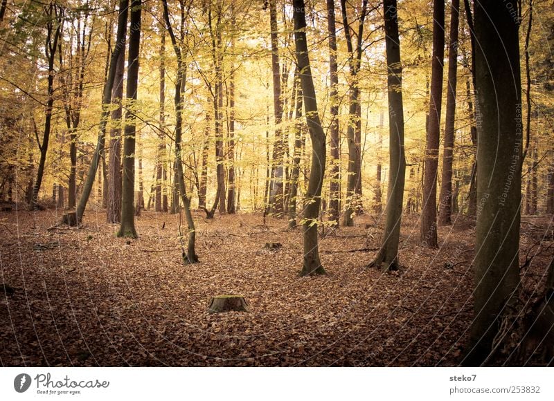 Waldlicht Natur Herbst Baum braun gelb gold Buchenwald mystisch Laubwald Blatt Gedeckte Farben Außenaufnahme Menschenleer Kontrast Sonnenlicht