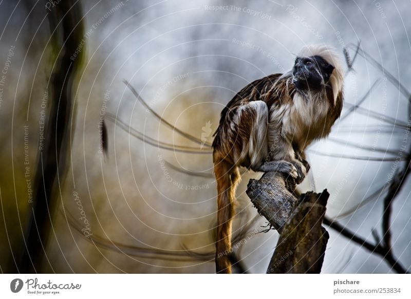 gestatten, *princessa* Natur Tier Baum Zoo beobachten sitzen exotisch Neugier wild Schüchternheit Affen Farbfoto Außenaufnahme Tag Schwache Tiefenschärfe