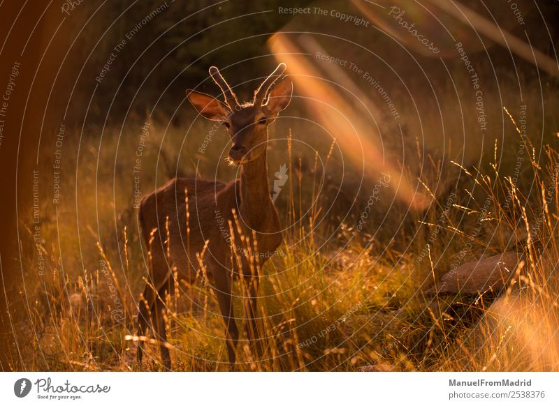 Junge Zervus Damhirsche schön Spielen Berge u. Gebirge Frau Erwachsene Umwelt Natur Tier Baum Wald Pelzmantel Tierjunges wild grün Beautyfotografie Biologie