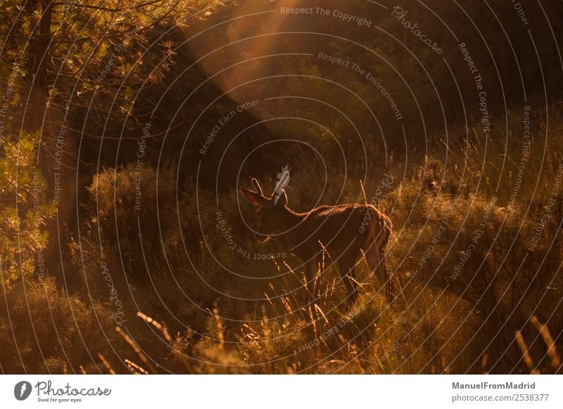 Junge Zervus Damhirsche Tier Hintergrund schön Beautyfotografie Biologie Damwild Dama Hirsche Hirschkuh Umwelt Frau Wald Pelzmantel Spielen grün Pflanzenfresser