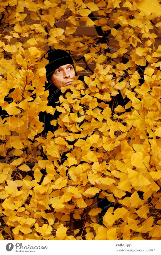 yellow press Mensch maskulin Mann Erwachsene Kopf 1 Umwelt Natur Pflanze Tier Herbst Baum Blatt Garten Park Wald Mütze Blick verblüht dehydrieren Ast Laubbaum