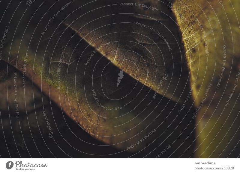 Herbstmakro II Umwelt Natur Pflanze Urelemente Klima Wetter Blatt Grünpflanze Garten Park außergewöhnlich schön trist trocken Stimmung Dürre Farbfoto