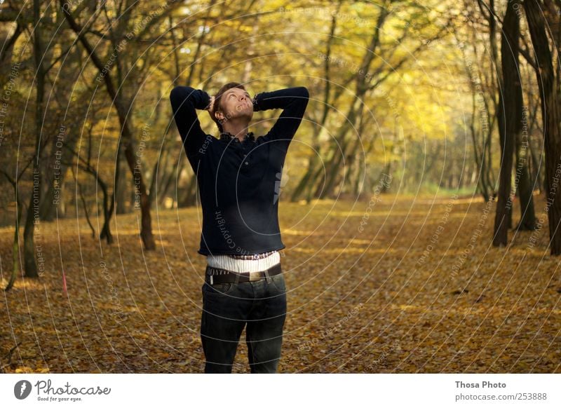 there´s a light up ahead Umwelt Natur Herbst Wetter Baum Blatt gold Herbstlaub herbstlich ruhig Zufriedenheit Licht Lichtspiel blätter Farbfoto Außenaufnahme