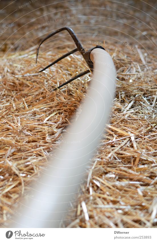 Bauer sucht Frau Arbeit & Erwerbstätigkeit Handwerker Gartenarbeit Arbeitsplatz Landwirtschaft Forstwirtschaft Werkzeug Natur Pflanze Nutzpflanze Feld liegen