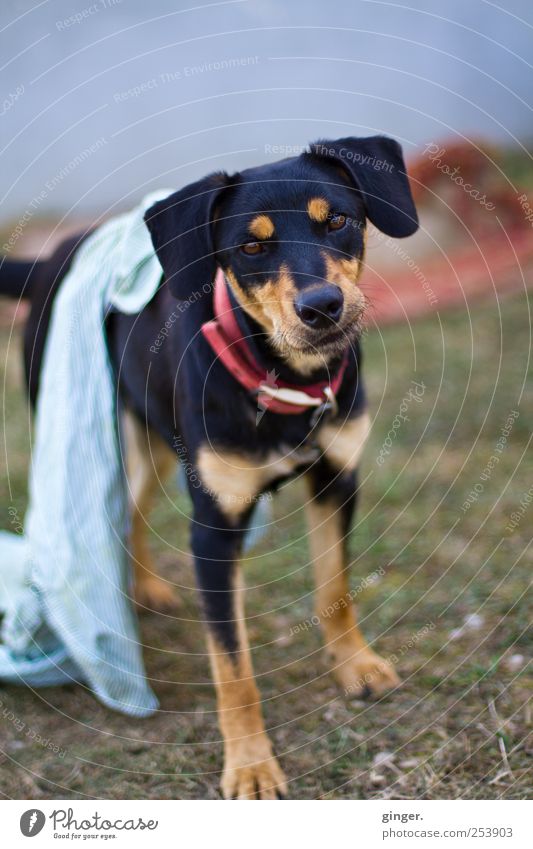 Gibt's Frühstück? Tier Haustier Nutztier Hund 1 Freundlichkeit Fragen Appetit & Hunger Tuch Morgen Hundehalsband angekettet schwarz Treue Farbfoto Außenaufnahme