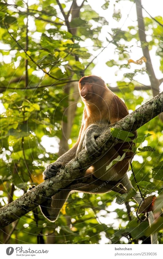 man sollte immer einen guten riecher haben;) Ferien & Urlaub & Reisen Tourismus Ausflug Abenteuer Ferne Freiheit Natur Baum Wald Urwald Wildtier Tiergesicht