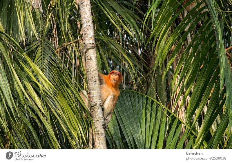 suchend | FERNWEH Ferien & Urlaub & Reisen Tourismus Ausflug Abenteuer Ferne Freiheit Umwelt Natur Baum Blatt Palme Urwald Wildtier Tiergesicht Fell Affen