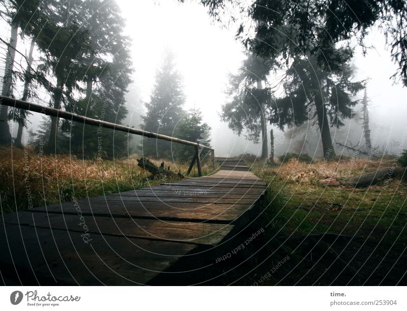 Lebenslinien #35 Freizeit & Hobby wandern Klettern Bergsteigen Umwelt Natur Pflanze Himmel Nebel Baum Wald Wege & Pfade Holz nass Steg Geländer Brückengeländer